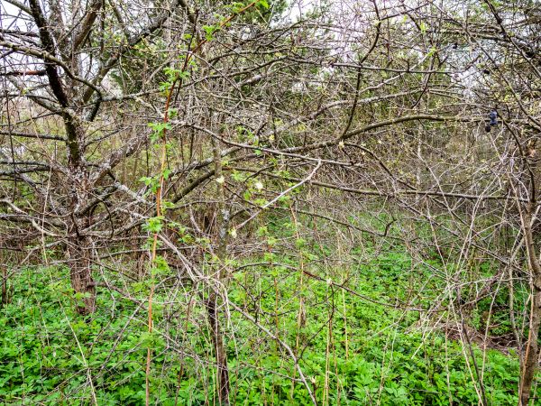 Underbrush Clearing in Littleton