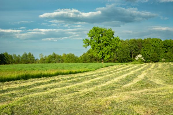 Cost of Vegetation Removal in Littleton