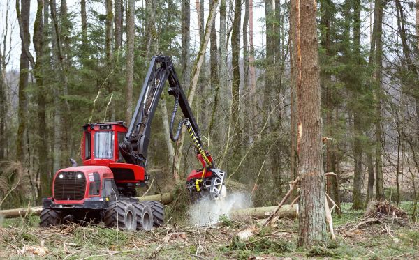 Cost of Forest Clearance Service in Littleton