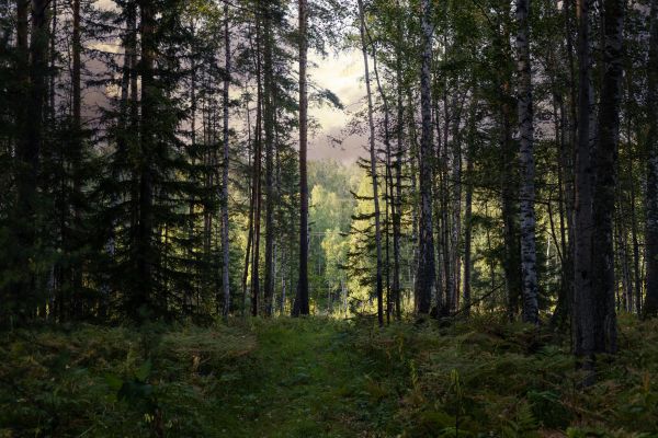 Cost of Pine Tree Clearing in Littleton