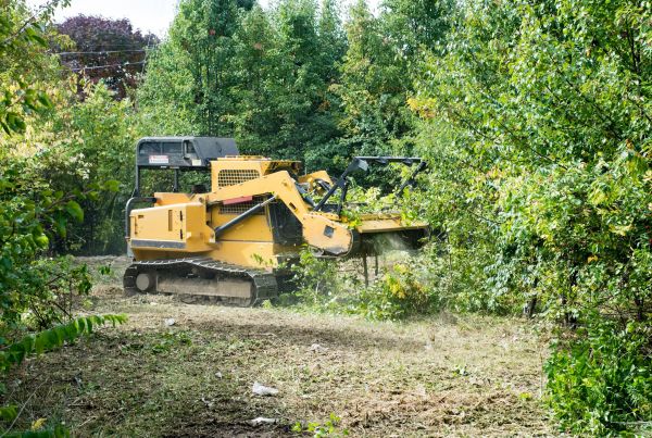 Cost of Pathway Clearing in Littleton