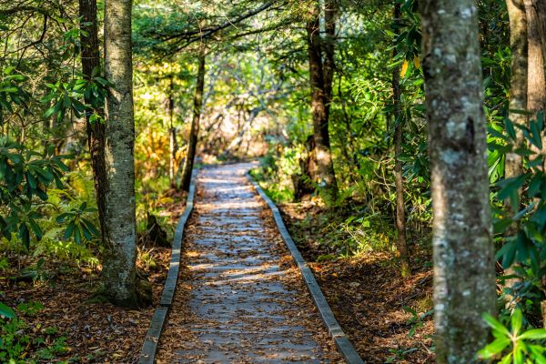 Cost of Trail Clearing in Littleton