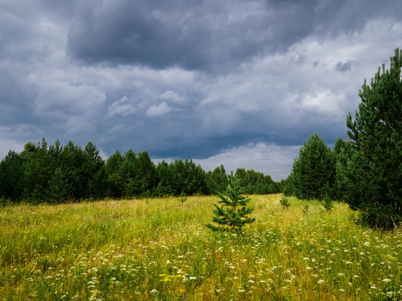 Land Clearing